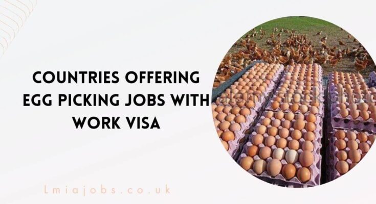 Countries Offering Egg Picking Jobs With Work VISA