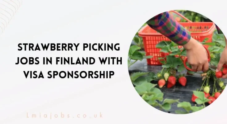 Strawberry Picking Jobs in Finland