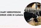 Diary Herdsperson Worker Jobs in Canada 2024 – LMIA Approved