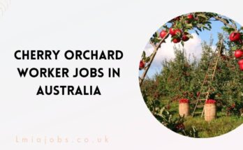 Cherry Orchard Worker Jobs in Australia