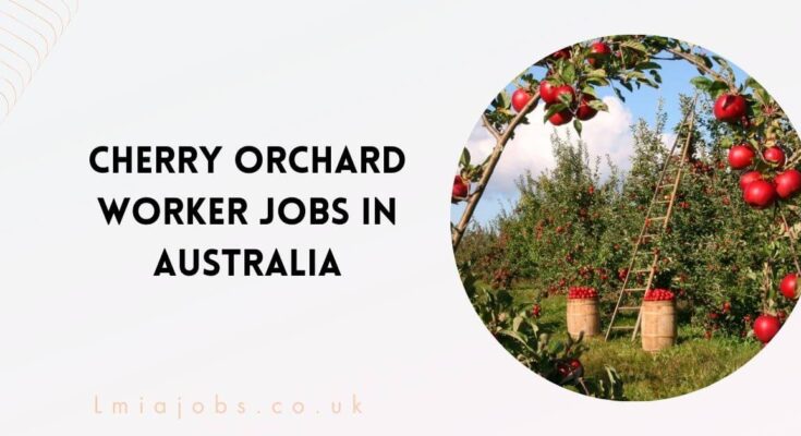 Cherry Orchard Worker Jobs in Australia