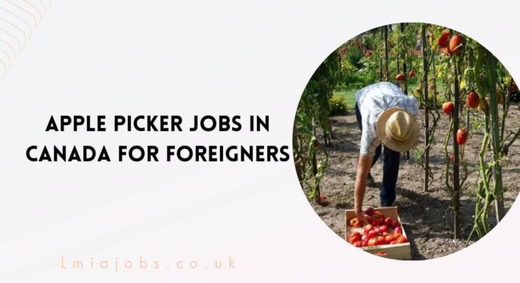 Apple Picker Jobs in Canada for Foreigners