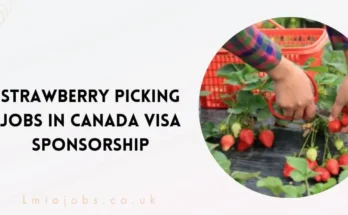 Strawberry Picking Jobs in Canada