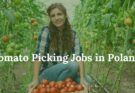 Tomato Picking Jobs in Poland