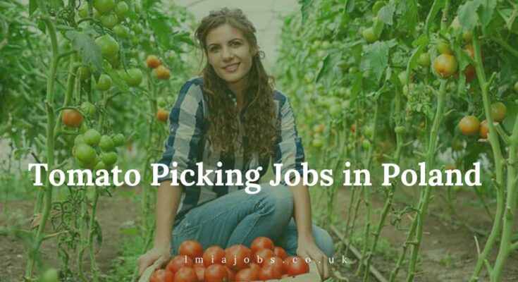 Tomato Picking Jobs in Poland