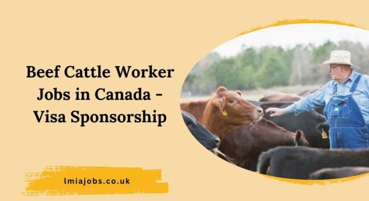 Beef Cattle Worker Jobs in Canada - Visa Sponsorship