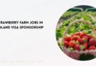 Strawberry Farm Jobs in Poland Visa Sponsorship