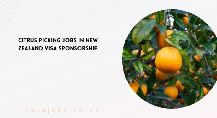 Citrus Picking Jobs in New Zealand