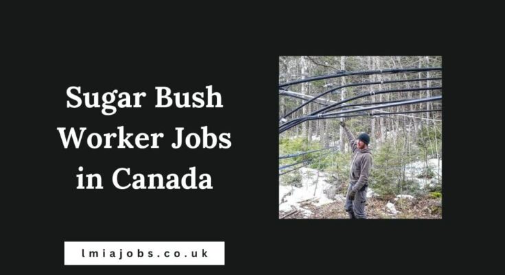 Sugar Bush Worker Jobs in Canada