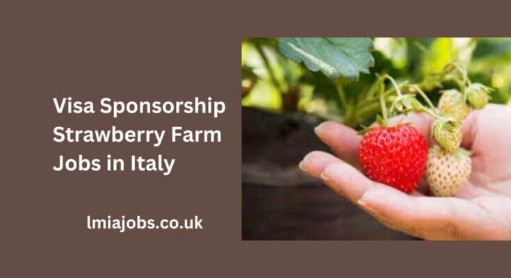 Visa Sponsorship Strawberry Farm Jobs in Italy