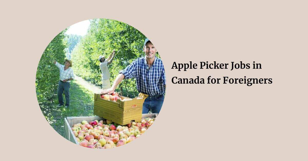 Apple Picker Jobs in Canada for Foreigners