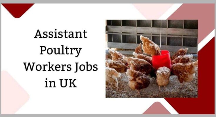 Assistant Poultry Workers Jobs in UK