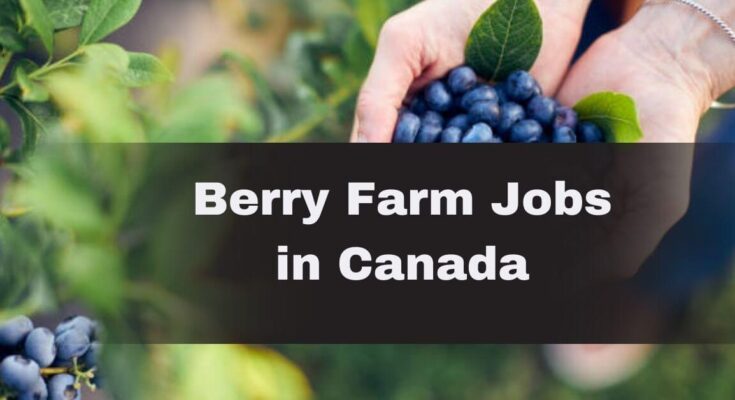 Berry Farm Jobs in Canada