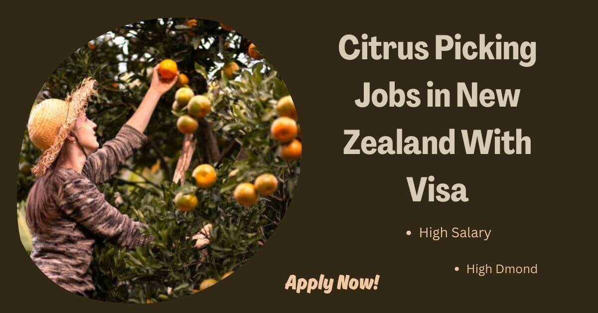 Citrus Picking Jobs in New Zealand With Visa