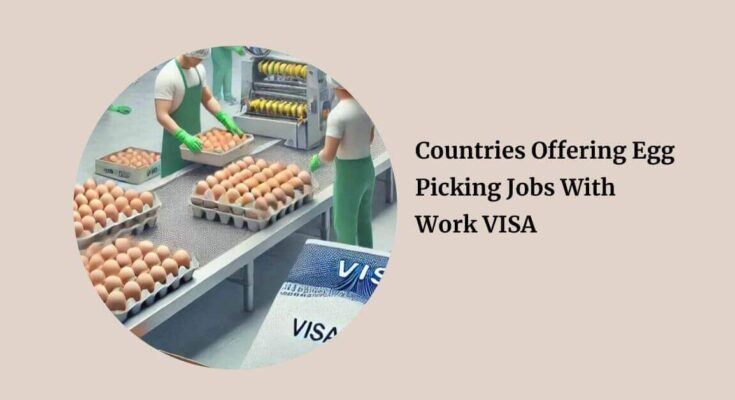 Countries Offering Egg Picking Jobs With Work VISA
