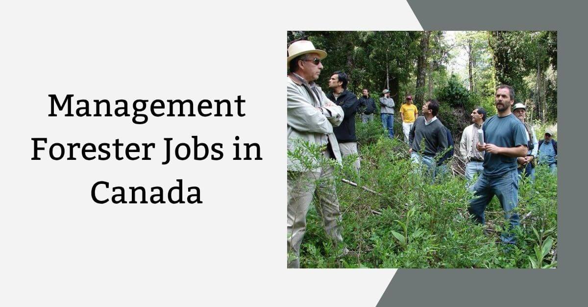 Management Forester Jobs in Canada