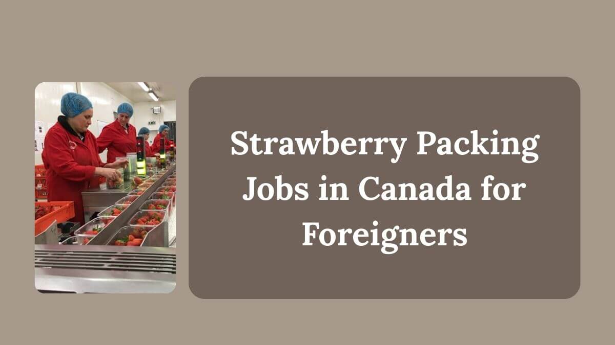 Strawberry Packing Jobs in Canada for Foreigners