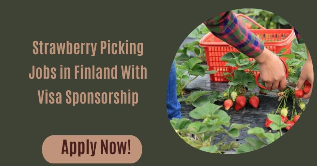 Strawberry Picking Jobs in Finland With Visa Sponsorship