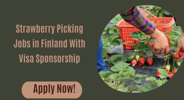 Strawberry Picking Jobs in Finland With Visa Sponsorship