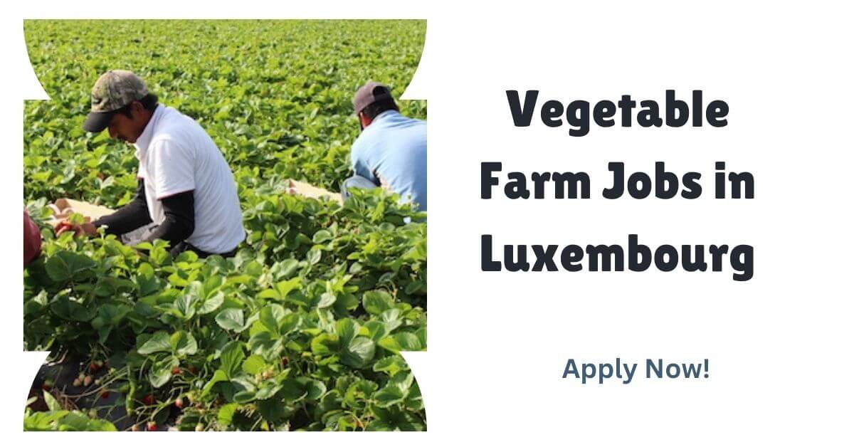 Vegetable Farm Jobs in Luxembourg