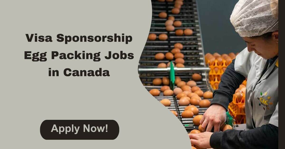 Visa Sponsorship Egg Packing Jobs in Canada
