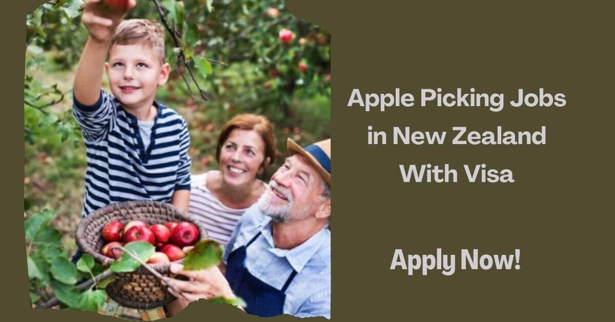 Apple Picking Jobs in New Zealand With Visa