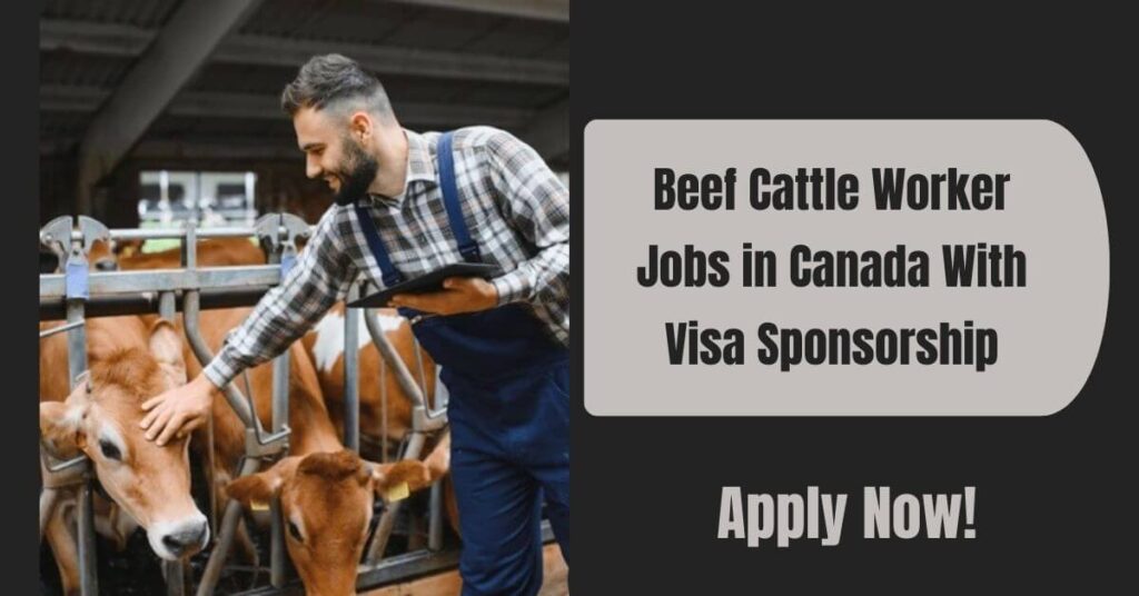 Beef Cattle Worker Jobs in Canada