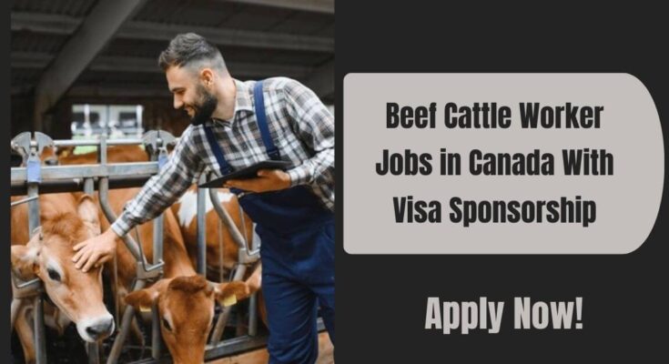 Beef Cattle Worker Jobs in Canada With Visa Sponsorship