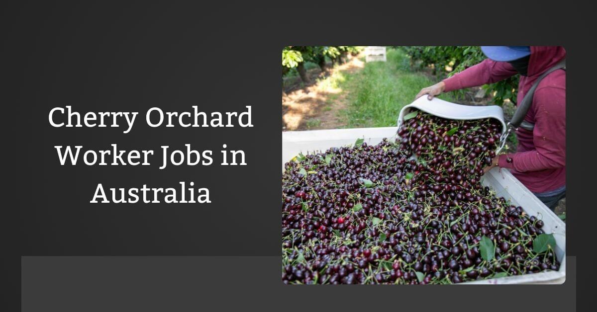 Cherry Orchard Worker Jobs in Australia