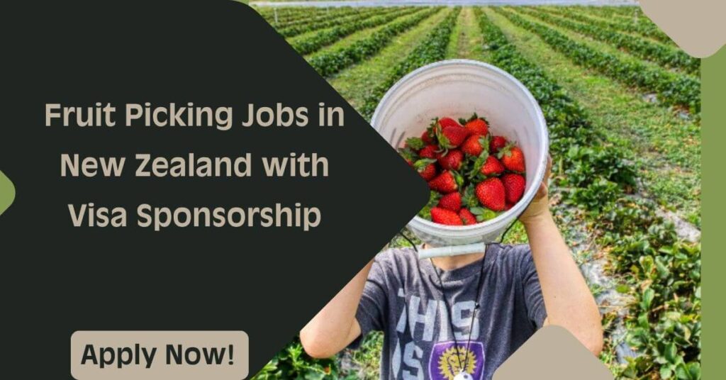 Fruit Picking Jobs in New Zealand with Visa Sponsorship