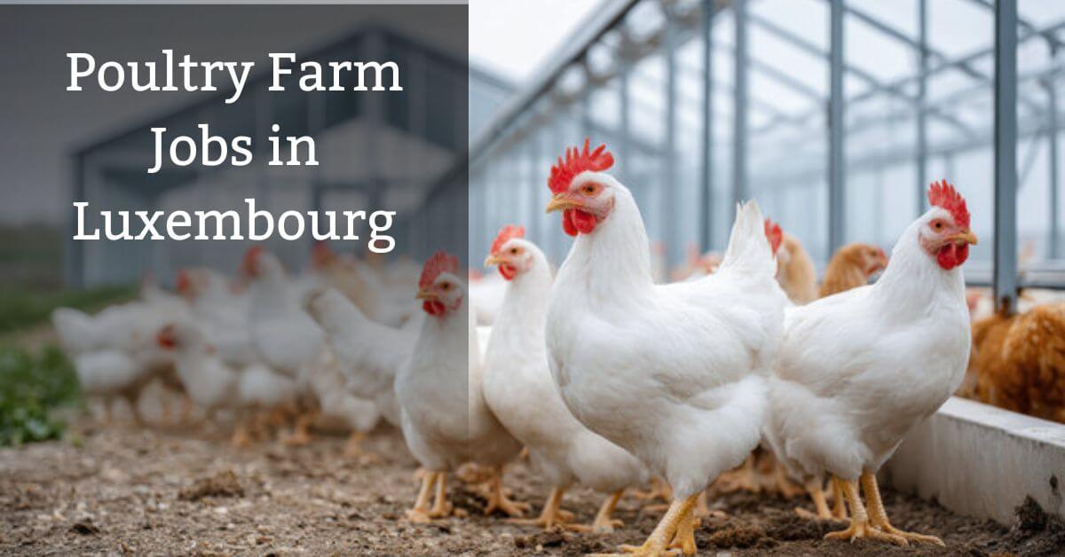 Poultry Farm Jobs in Luxembourg