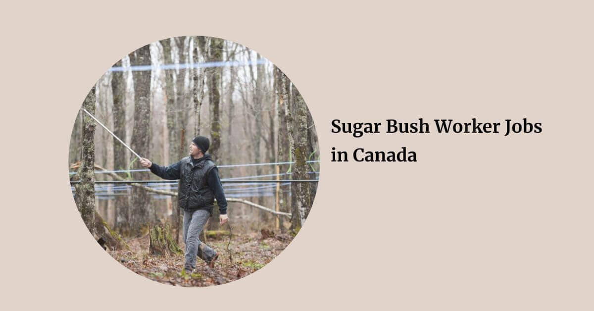 Sugar Bush Worker Jobs in Canada
