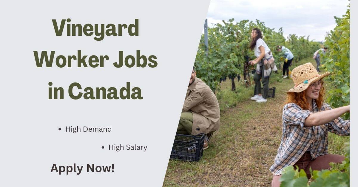 Vineyard Worker Jobs in Canada