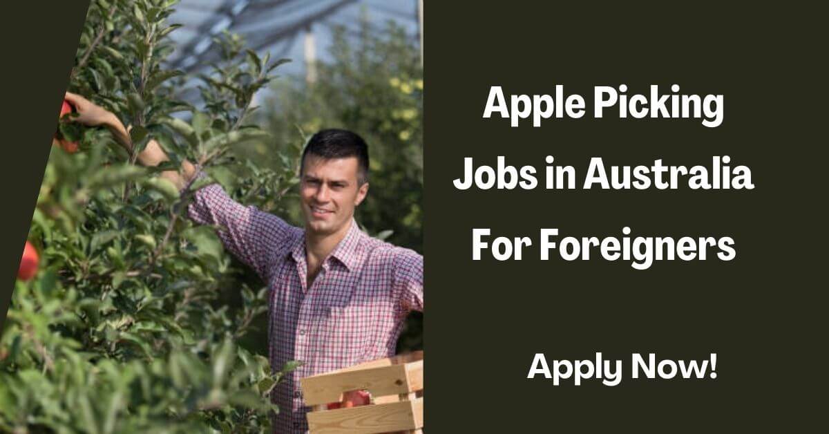Apple Picking Jobs in Australia For Foreigners