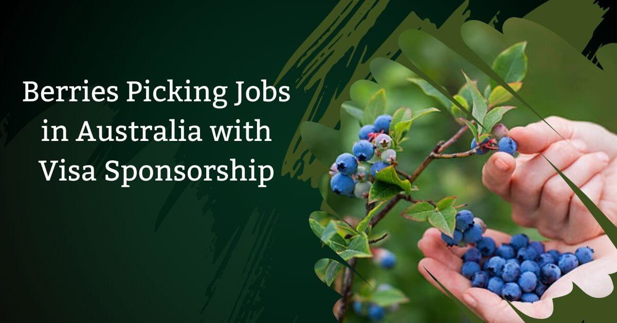 Berries Picking Jobs in Australia with Visa Sponsorship