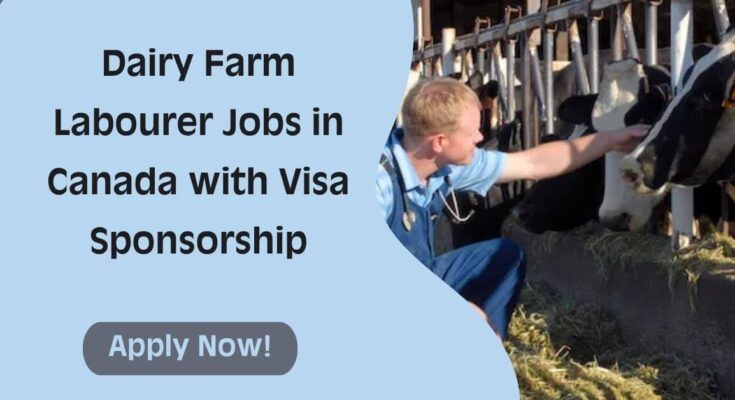 Dairy Farm Labourer Jobs in Canada with Visa Sponsorship