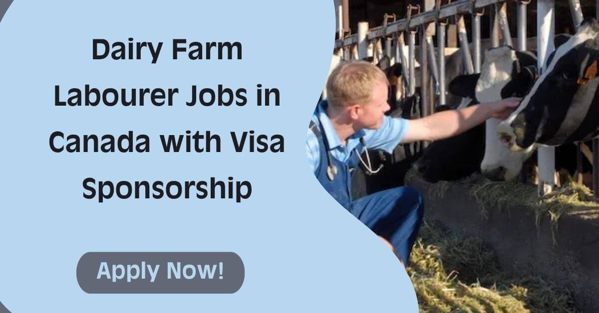 Dairy Farm Labourer Jobs in Canada with Visa Sponsorship