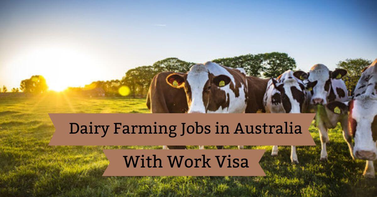 Dairy Farming Jobs in Australia with Visa Sponsorship