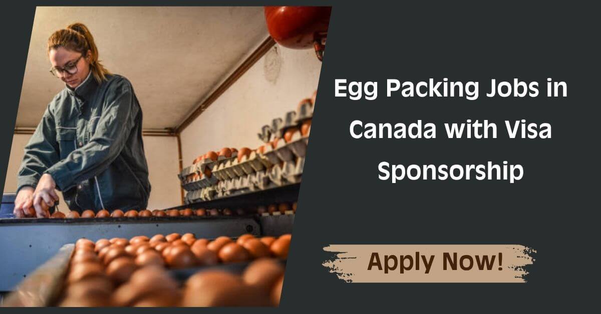 Egg Packing Jobs in Canada with Visa Sponsorship
