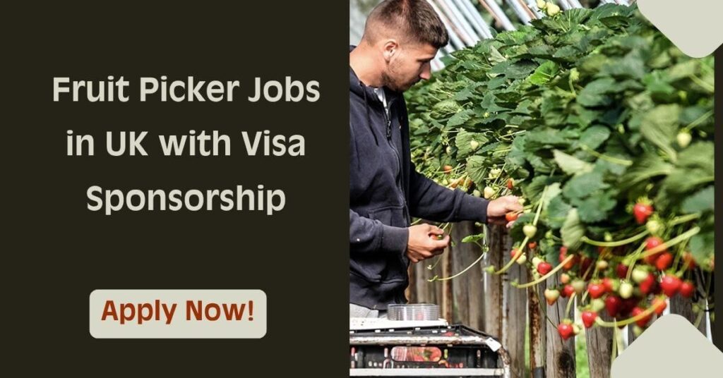 Fruit Picker Jobs in UK