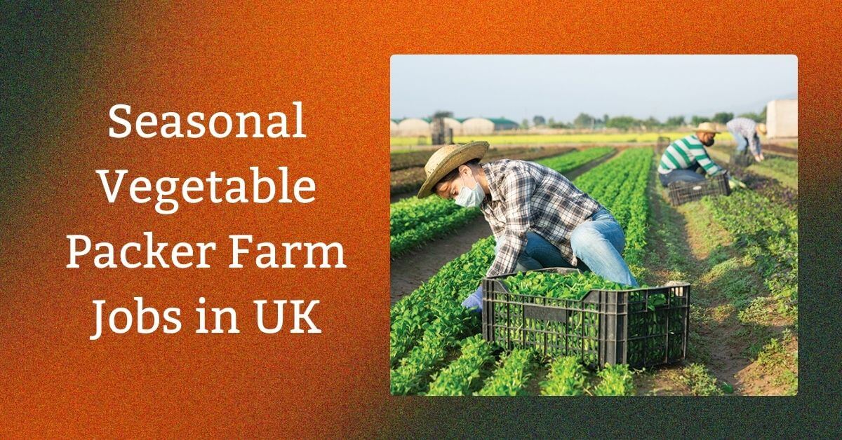 Seasonal Vegetable Packer Farm Jobs in UK