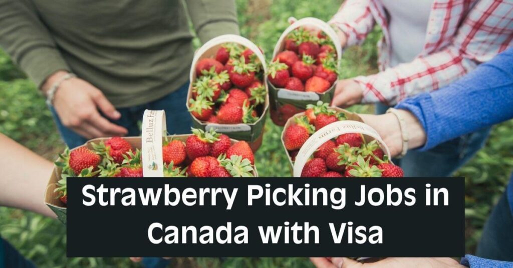 Strawberry Picking Jobs in Canada with Visa