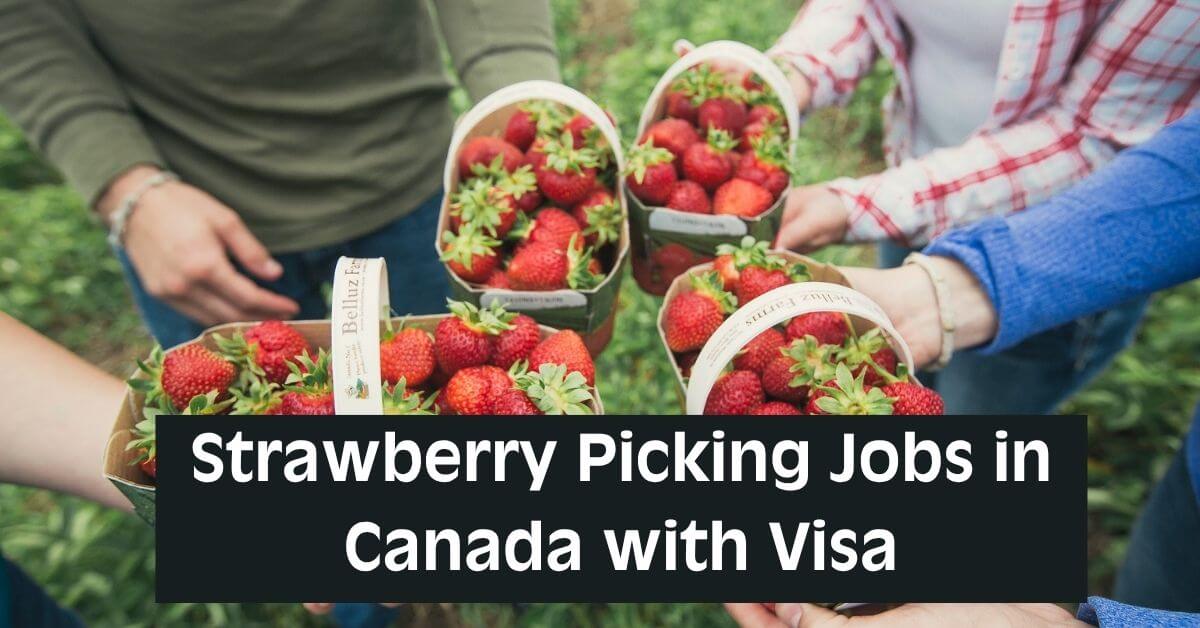 Strawberry Picking Jobs in Canada with Visa