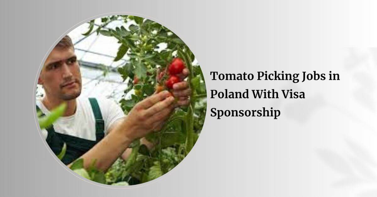 Tomato Picking Jobs in Poland With Visa Sponsorship