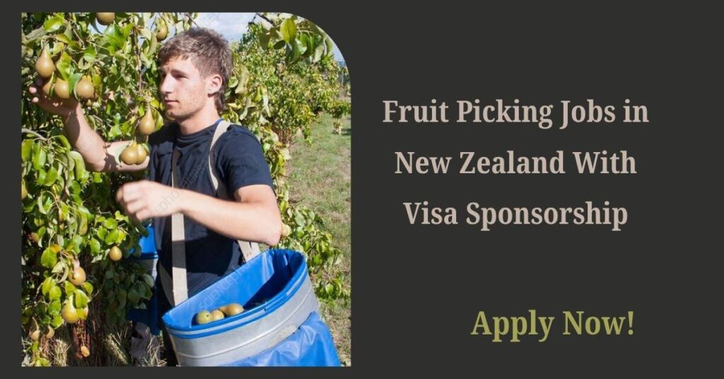 Fruit Picking Jobs in New Zealand