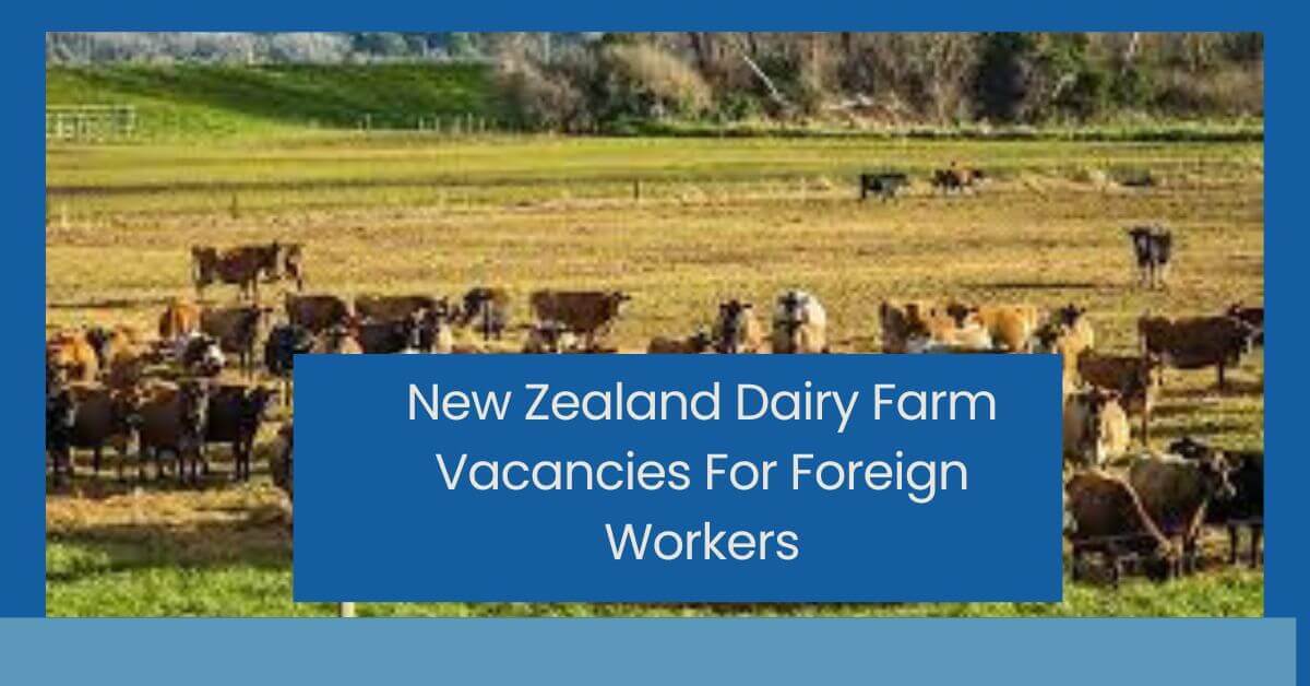 New Zealand Dairy Farm Vacancies For Foreign Workers
