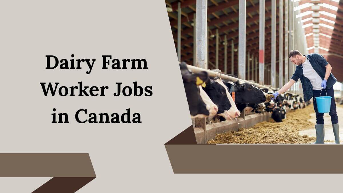 Dairy Farm Worker Jobs in Canada