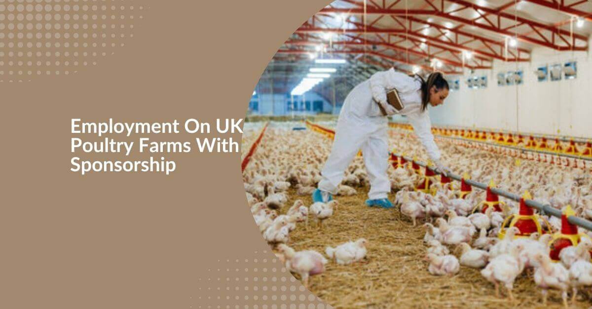 Employment On UK Poultry Farms With Sponsorship