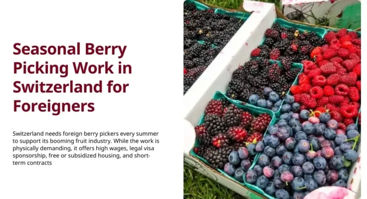 Seasonal Berry Picking Work in Switzerland
