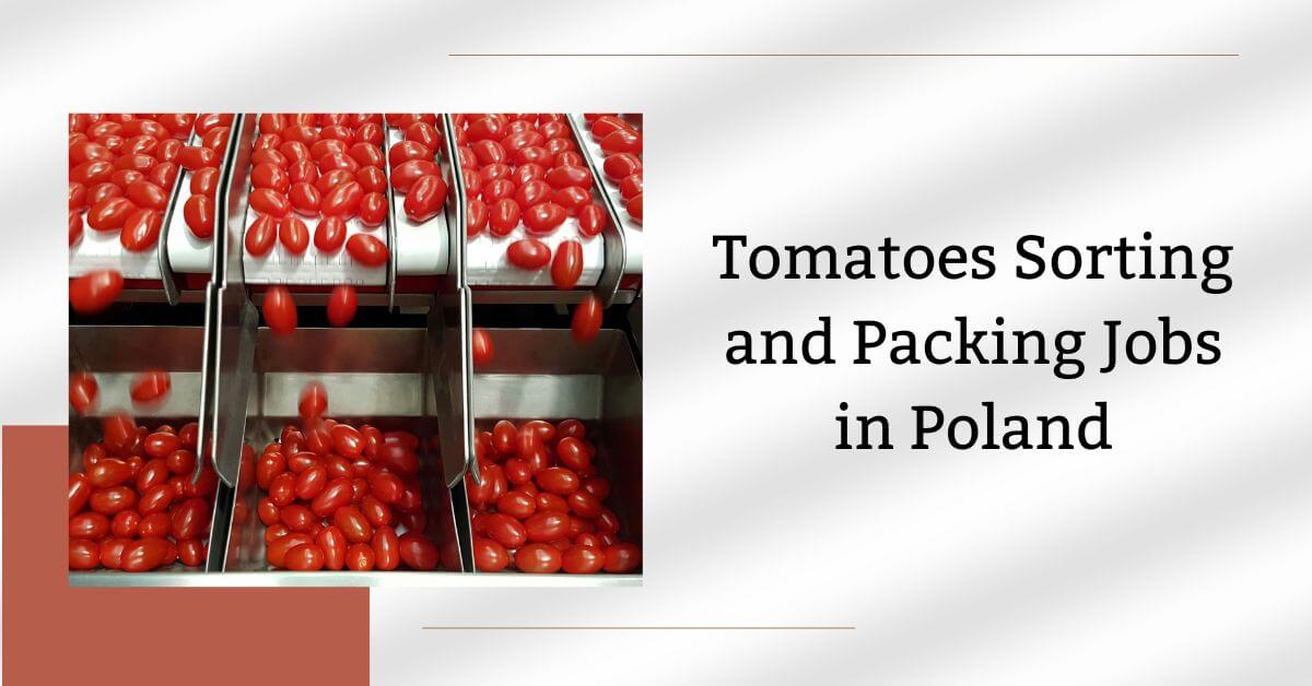 Tomatoes Sorting and Packing Jobs in Poland